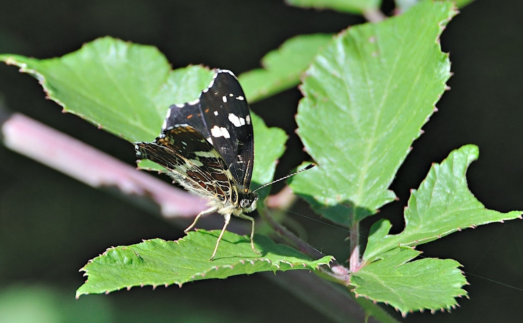 photo A044668, © Adriaan van Os, Montferrer 04-07-2017, altitudo 800 m, Araschnia levana