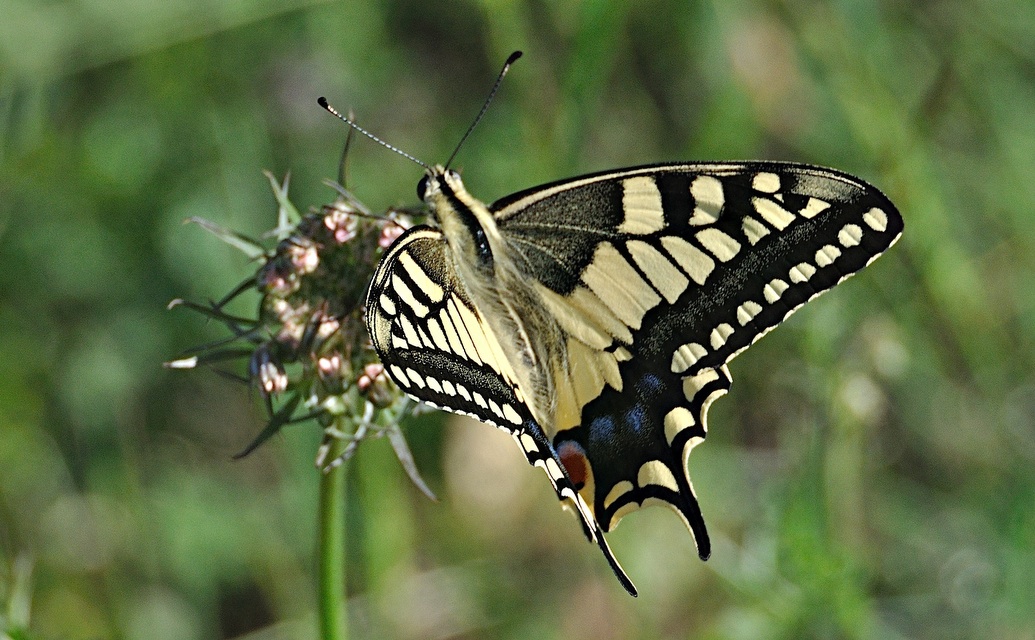 foto A044716, © Adriaan van Os, Corsavy 04-07-2017, altitud 800 m, Papilio machaon