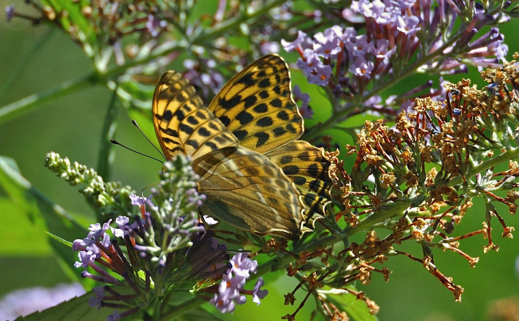 foto A044845, © Adriaan van Os, Montferrer 05-07-2017, altitud 800 m, ♀ Argynnis paphia valezina