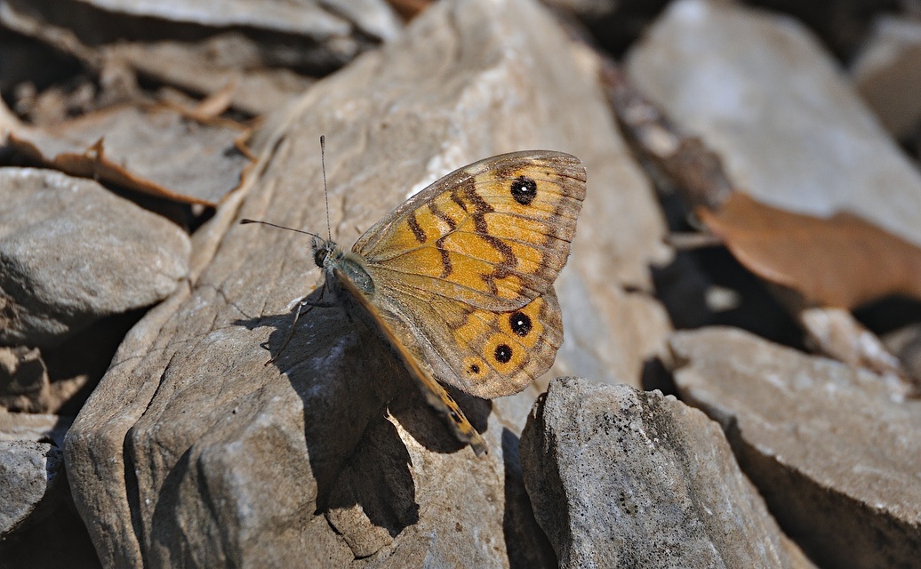 foto A045130, © Adriaan van Os, Montferrer 05-07-2017, altitud 800 m, ♀ Lasiommata megera