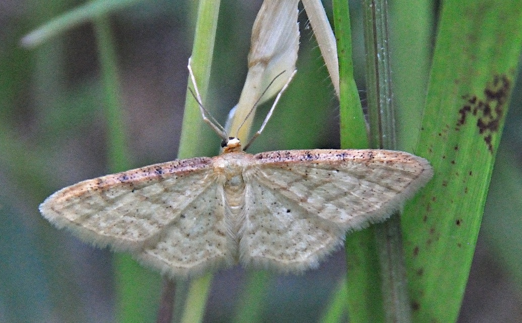 foto A045473, © Adriaan van Os, 47 x 31 (�1) mm, Corsavy 06-07-2017, altitud 1300 m, Idaea humiliata