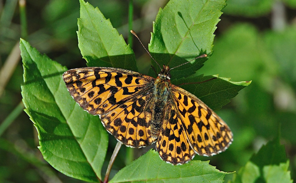 photo A045628, © Adriaan van Os, Montferrer 07-07-2017, altitudo 800 m, Boloria dia ?