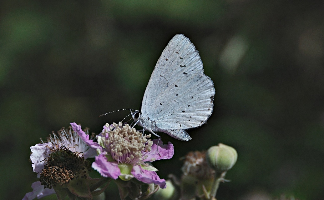 foto A045968, © Adriaan van Os, Montferrer 07-07-2017, altitud 800 m, Celastrina argiolus