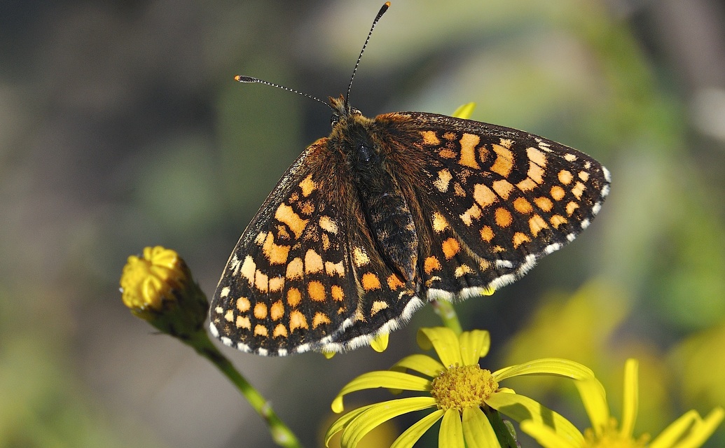 photo A046171, © Adriaan van Os, Corsavy 09-07-2017, altitude 1300 m, ♀ Melitaea deione ?