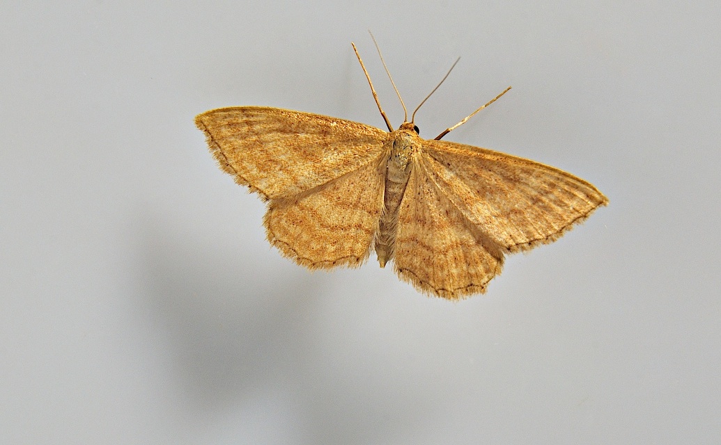 foto A047153, © Adriaan van Os, Corsavy 12-07-2017, altitud 800 m, Idaea ochrata
