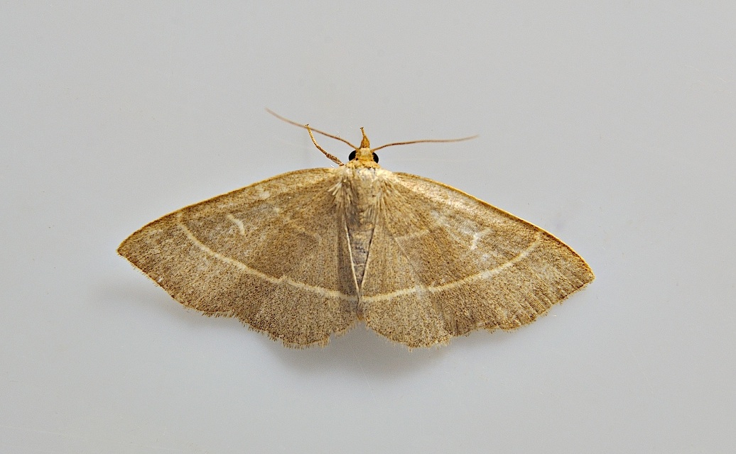 Foto A047319, © Adriaan van Os, Corsavy 12-07-2017, H�he 800 m, Trisateles emortualis