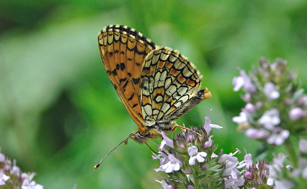 photo A047497, © Adriaan van Os, Corsavy 12-07-2017, altitude 1100 m, ♂ Melitaea deione ?