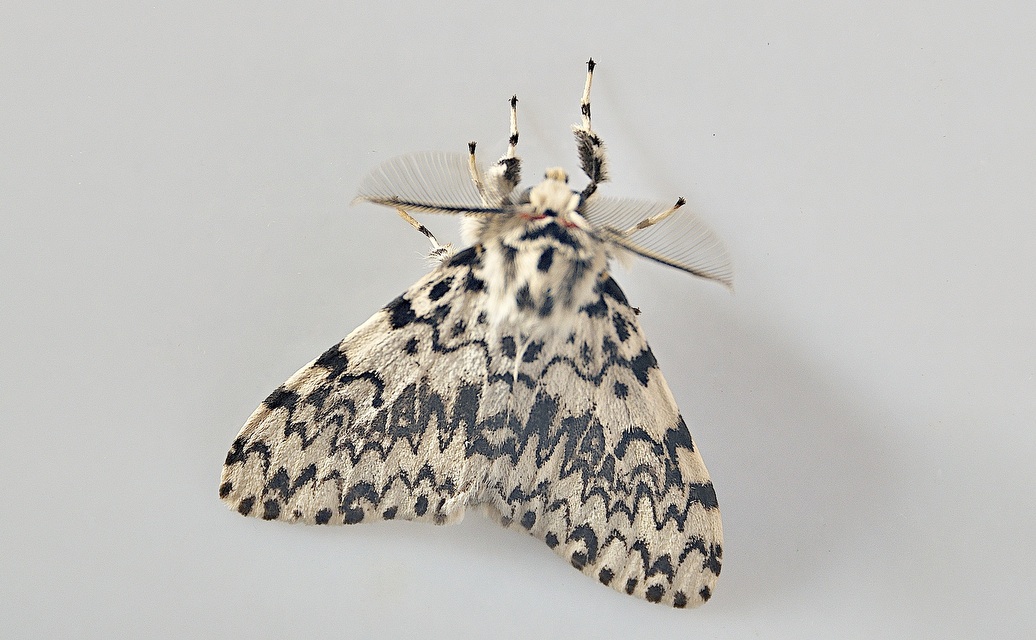 Foto A047531, © Adriaan van Os, Montferrer 12-07-2017, H�he 800 m, ♂ Lymantria monacha