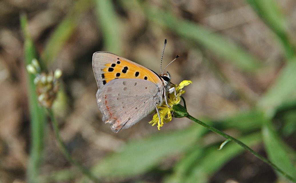 foto A047817, © Adriaan van Os, Elne (tambi�n encontrado en Corsavy-Montferrer) 17-07-2017, Lycaena phlaeas