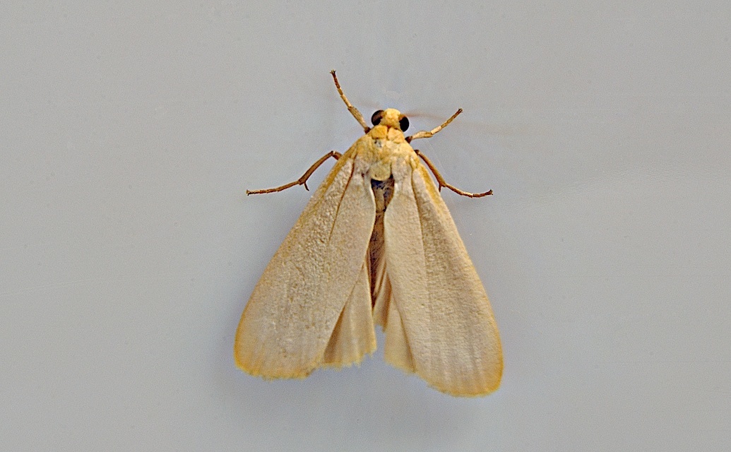 foto A048658, © Adriaan van Os, Corsavy 18-07-2017, altitud 1000 m, Eilema depressa