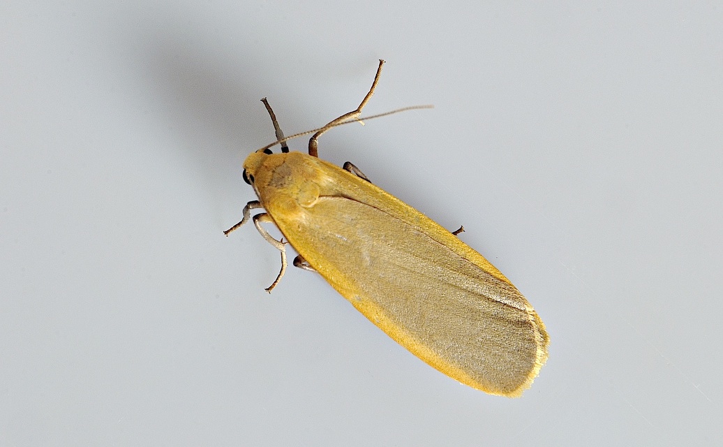 foto A048728, © Adriaan van Os, Corsavy 18-07-2017, altitud 1000 m, Eilema depressa