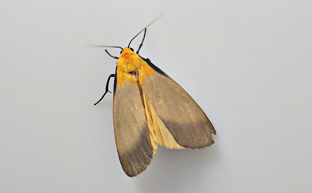 foto A048745, © Adriaan van Os, Corsavy 18-07-2017, altitud 1100 m, ♂ Lithosia quadra