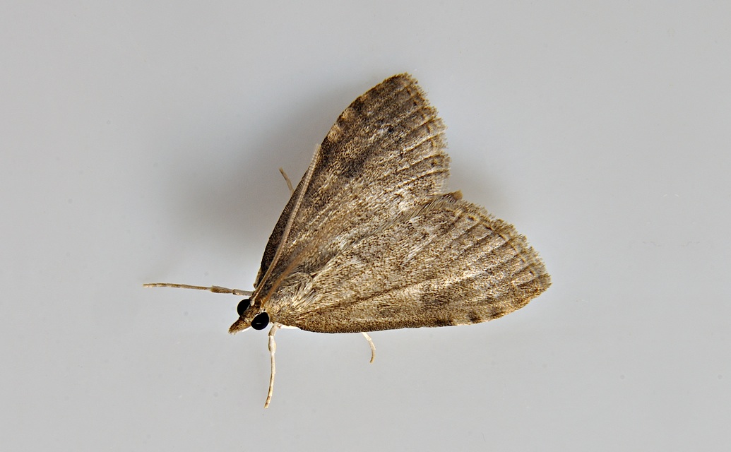 photo A048772, © Adriaan van Os, Corsavy 18-07-2017, altitudo 1100 m, Udea prunalis