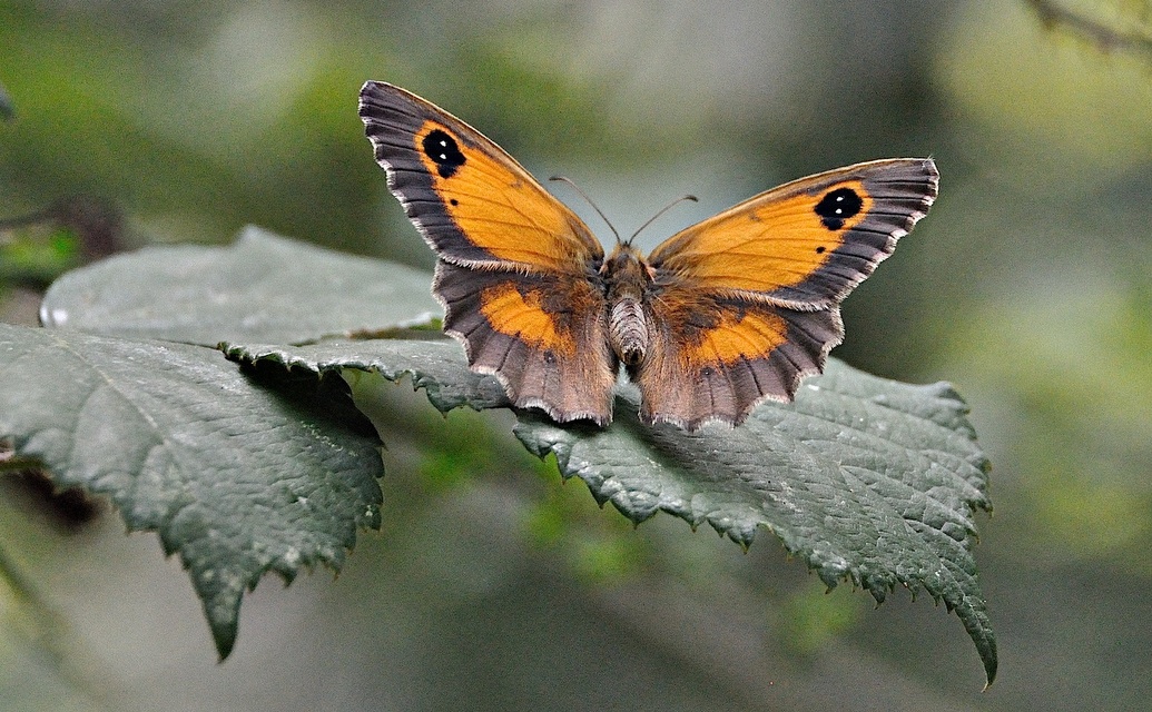 photo A048946, © Adriaan van Os, Montferrer 19-07-2017, altitudo 800 m, ♀ Pyronia tithonus