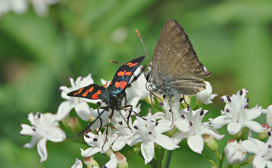 Foto A049047, © Adriaan van Os, Montferrer 19-07-2017, H�he 800 m, Zygaena transalpina ? (links) mit Satyrium esculi (rechts)