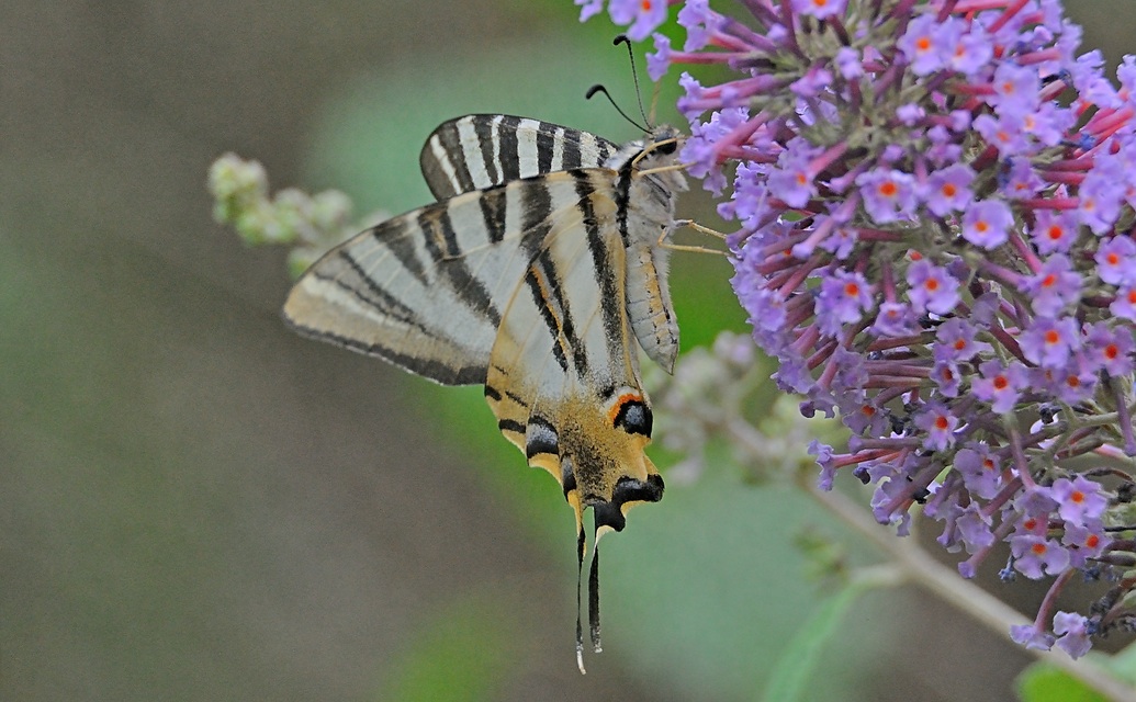 foto A049255, © Adriaan van Os, Montferrer 19-07-2017, altitud 800 m, Iphiclides feisthamelii
