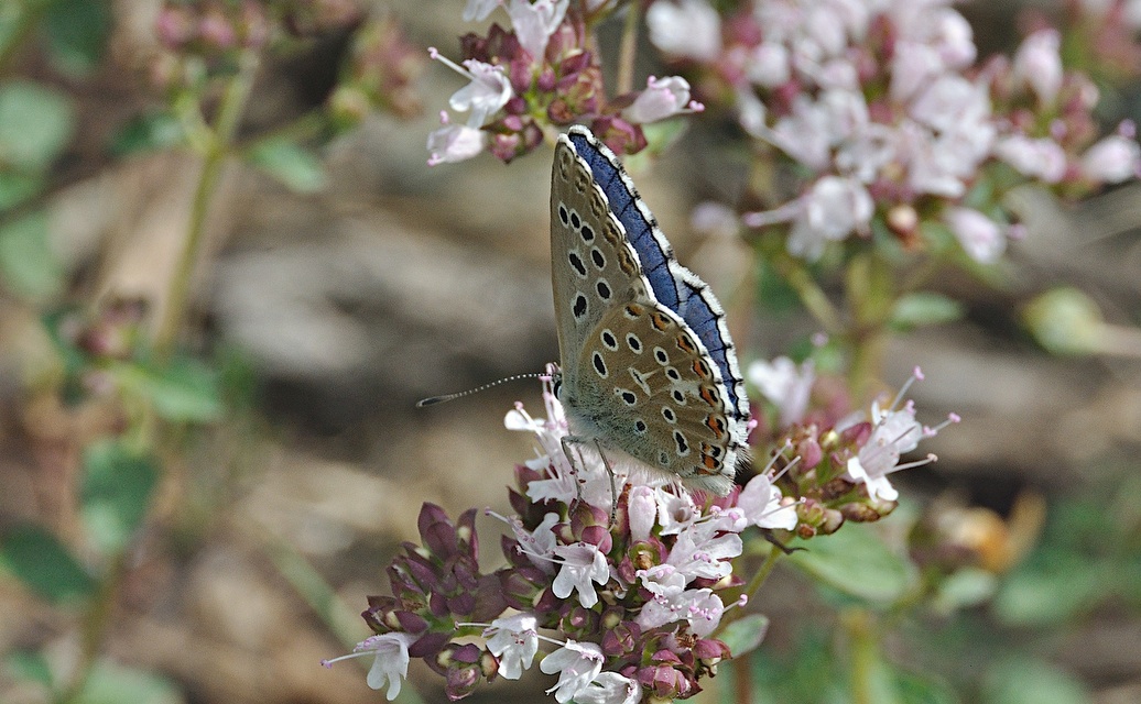 photo A049468, © Adriaan van Os, Montferrer 21-07-2017, altitudo 800 m, ♂ Polyommatus bellargus