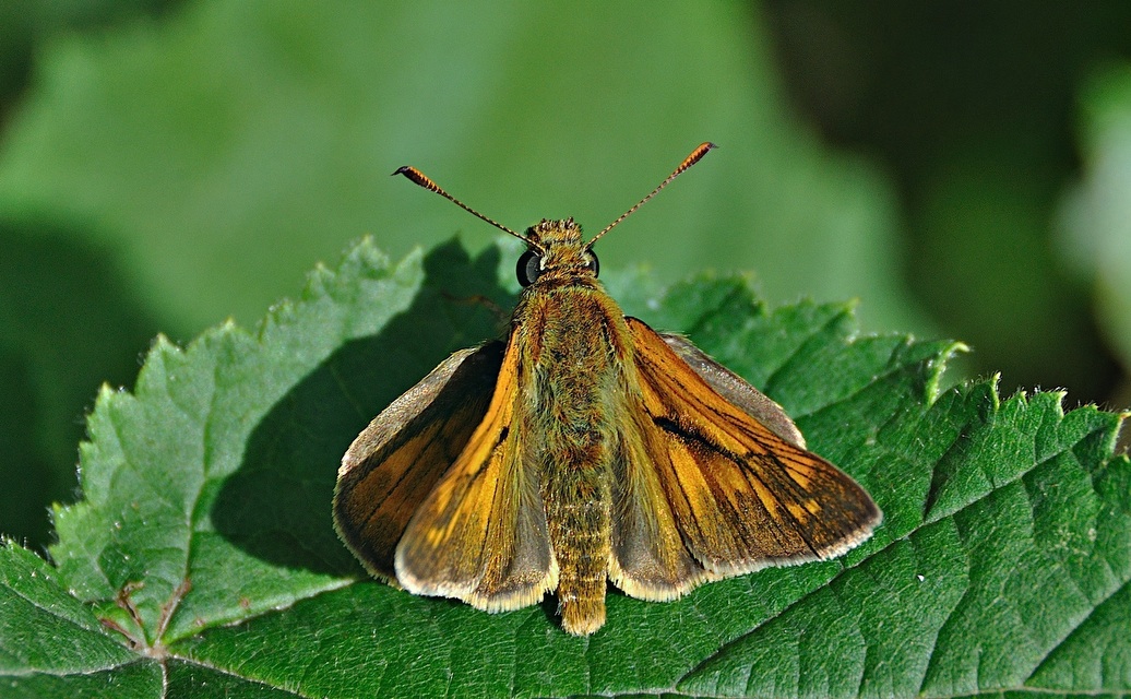 Foto A049624, © Adriaan van Os, Montferrer 21-07-2017, H�he 800 m, ♂ Ochlodes sylvanus