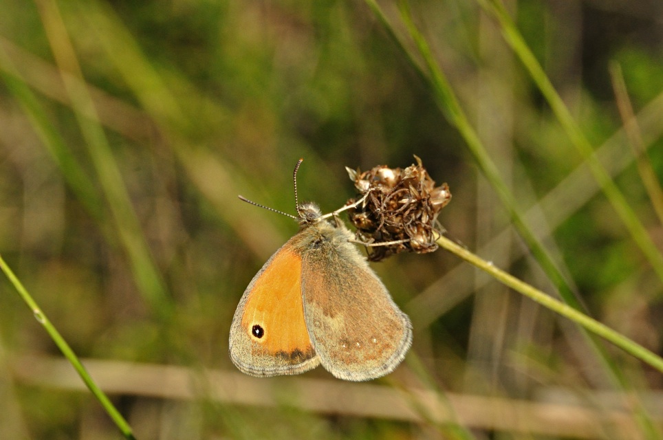 photo A049746, © Adriaan van Os, Montferrer 21-07-2017, altitudo 800 m, ♂ Coenonympha pamphilus lyllus