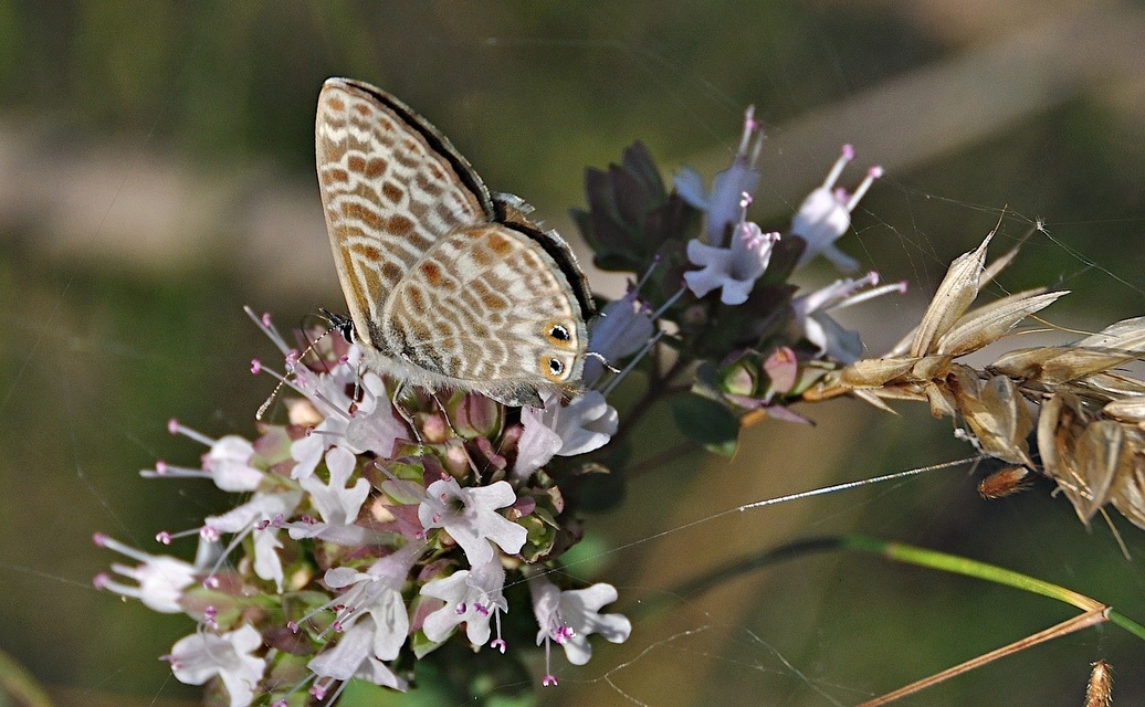 photo A049849, © Adriaan van Os, Montferrer 21-07-2017, altitudo 800 m, Leptotes pirithous