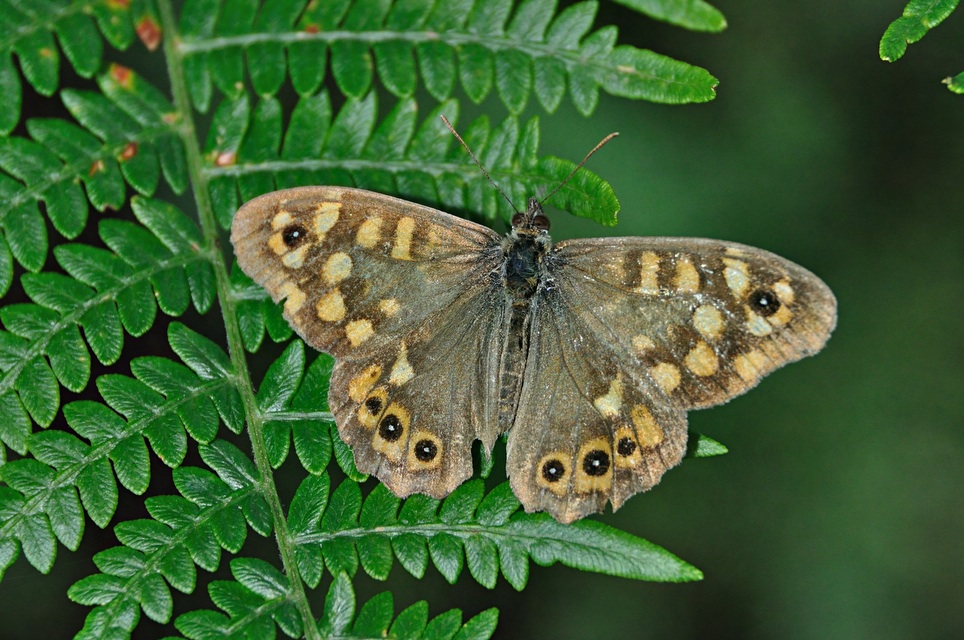 foto A050066, © Adriaan van Os, Corsavy 24-07-2017, altitud 1100 m, ♂ Pararge aegeria
