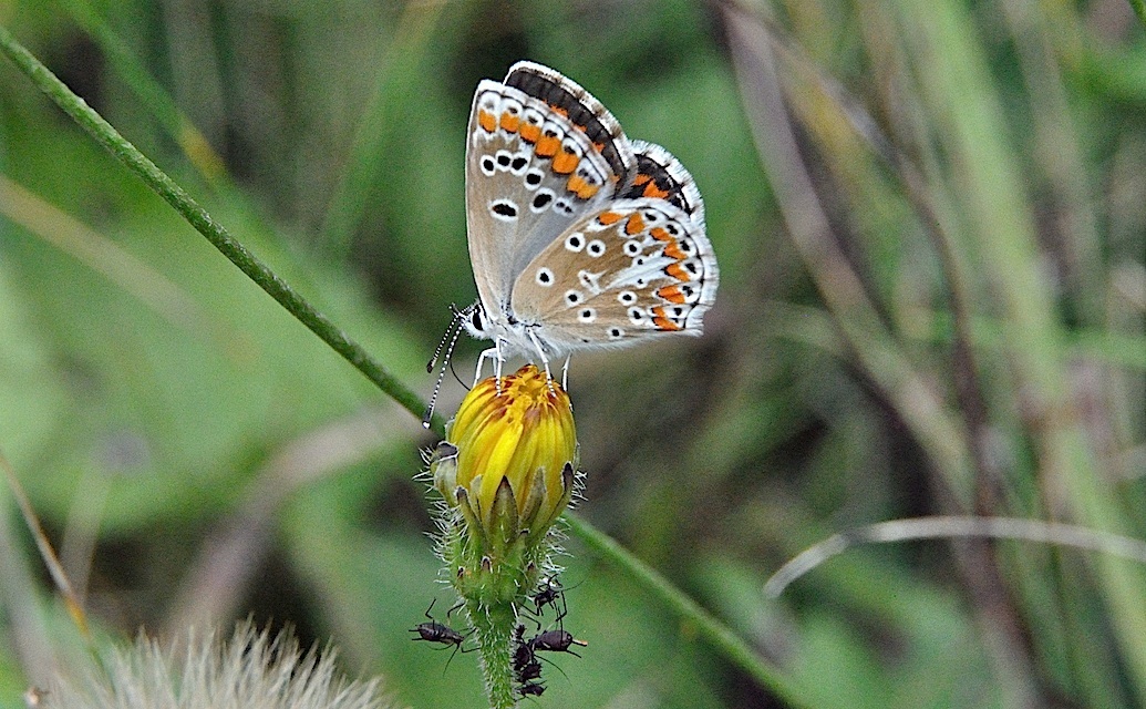 Foto A050993, © Adriaan van Os, Montferrer 28-07-2017, H�he 1000 m, ♀ Aricia agestis