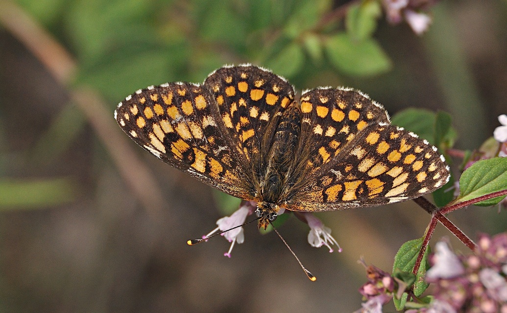 photo A051072, © Adriaan van Os, Montferrer 28-07-2017, altitude 800 m, Melitaea deione ?