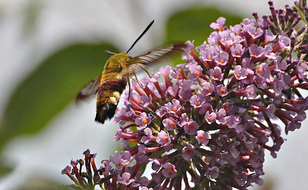 Foto A051091, © Adriaan van Os, Montferrer 28-07-2017, H�he 800 m, Hemaris fuciformis