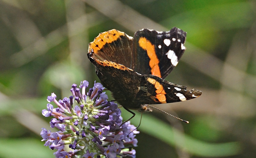 Foto A051101, © Adriaan van Os, Montferrer 28-07-2017, H�he 800 m, Vanessa atalanta