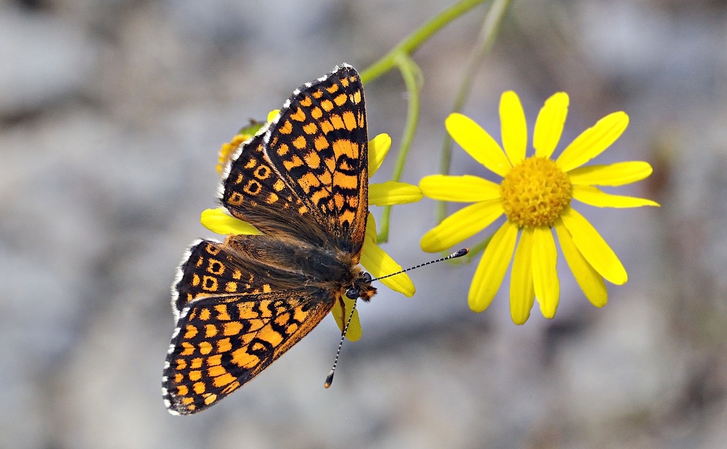 photo A051401, © Adriaan van Os, Montferrer 29-07-2017, altitudo 800 m, ♂ Melitaea cinxia