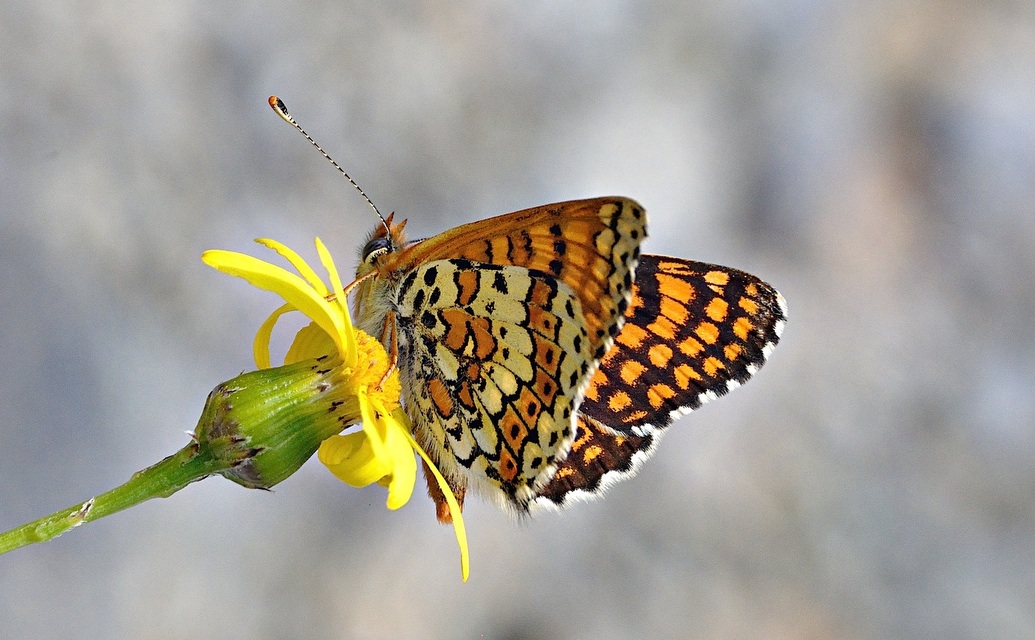 photo A051412, © Adriaan van Os, Montferrer 29-07-2017, altitudo 800 m, Melitaea cinxia