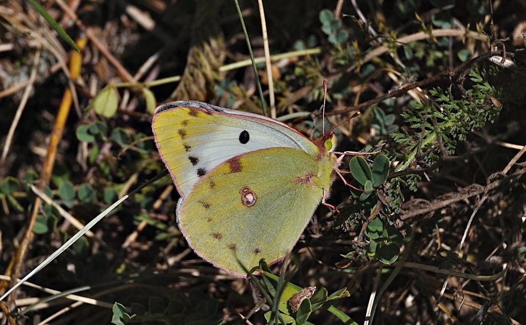 foto A051627, © Adriaan van Os, Corsavy 02-09-2017, altitud 1300 m, ♀ Colias croceus helice