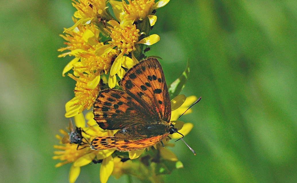 foto A053400, © Adriaan van Os, Andermatt 26-08-2019, altitud 1700 m, ♀ Lycaena virgaureae