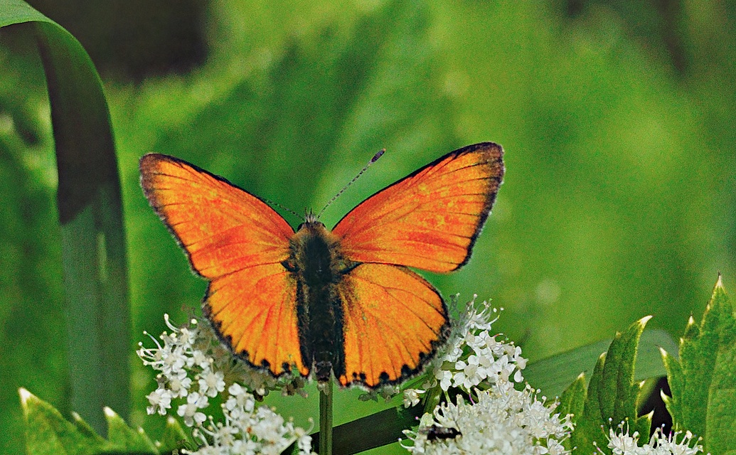 foto A053416, © Adriaan van Os, Andermatt 26-08-2019, altitud 1700 m, ♂ Lycaena virgaureae