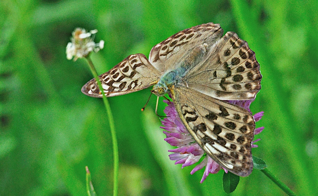 foto A053685, © Adriaan van Os, Lodano e.a. 29-08-2019, altitud 400 m, ♀ Argynnis paphia valezina
