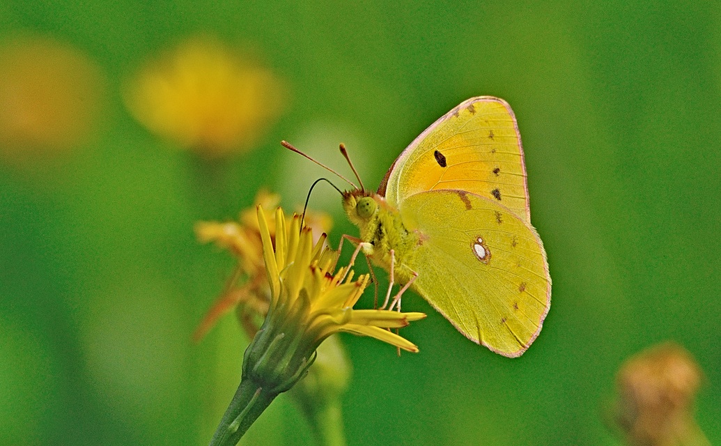 foto A053723, © Adriaan van Os, Lodano e.a. 29-08-2019, altitud 400 m, Colias croceus