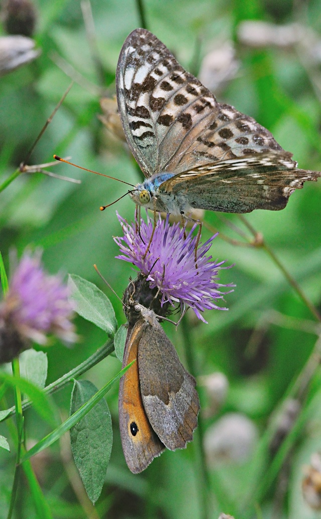 Foto A053925, © Adriaan van Os, Peccia e.a. 29-08-2019, H�he 650 m, ♀ Argynnis paphia valezina