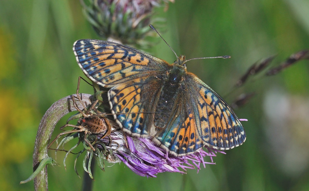 photo A054438, © Adriaan van Os, Lavizzara 29-08-2019, altitudo 2250 m, ♀ Boloria napaea