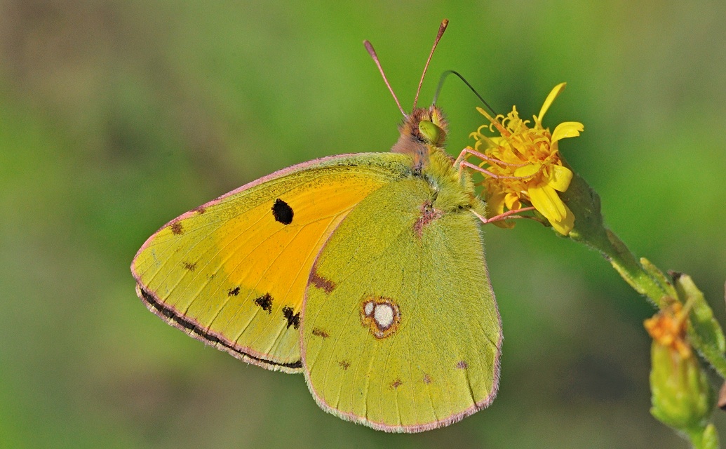 foto A063089, © Adriaan van Os, Oliva, Spanje 26-10-2019, ♀ Colias croceus