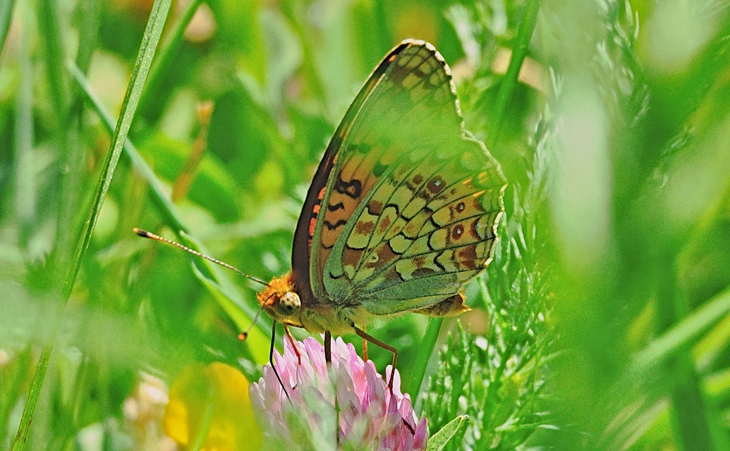 photo A067460, © Adriaan van Os, Py 22-06-2020, altitude 1385 m, ♂ Argynnis niobe f. eris