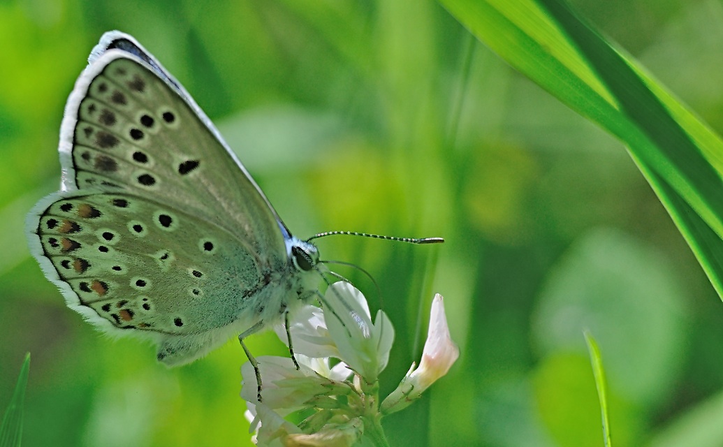 foto A069102, © Adriaan van Os, Evol 04-07-2020, altitud 850 m, ♂ Polyommatus escheri