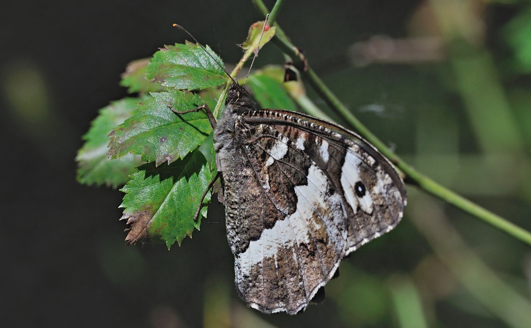 foto A069718, © Adriaan van Os, Evol 17-07-2020, altitud 850 m, Brintesia circe