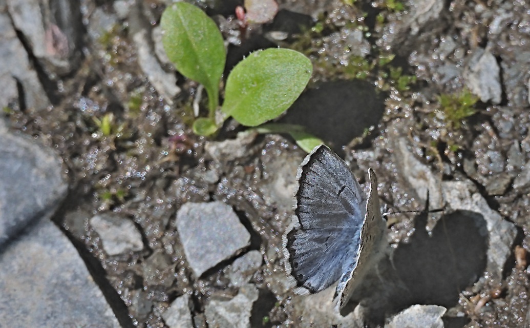 photo A069845, © Adriaan van Os, Evol 17-07-2020, altitudo 850 m, ♂ Pseudophilotes baton panoptes