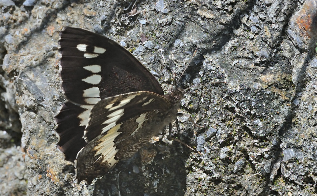 foto A070021, © Adriaan van Os, Olette 17-07-2020, altitud 1075 m, ♂ Brintesia circe