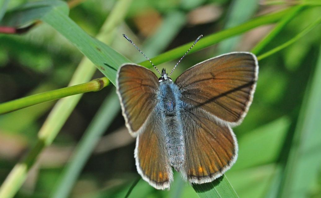 photo A070183, © Adriaan van Os, Aygut�bia 17-07-2020, altitude 1455 m, ♀ Polyommatus amandus