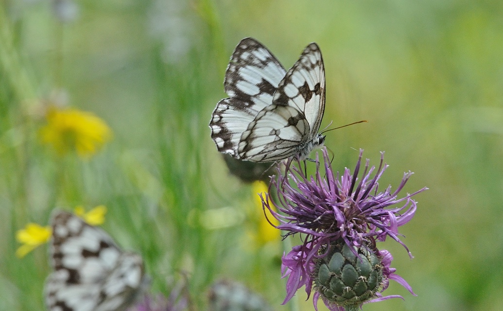 foto A070518, © Adriaan van Os, Evol 19-07-2020, altitud 850 m, Melanargia lachesis