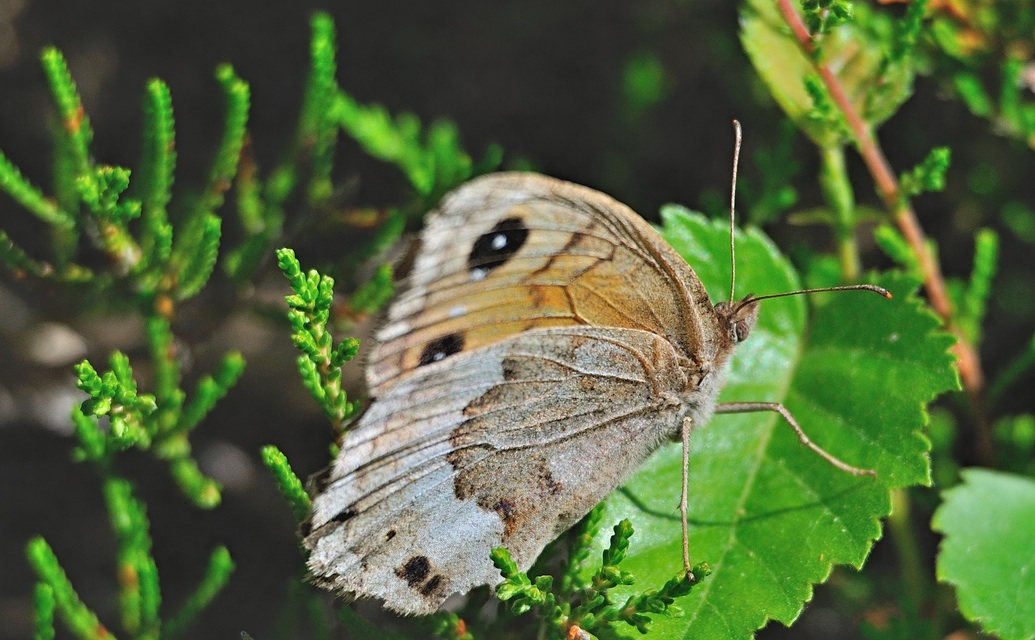 Foto A071116, © Adriaan van Os, Urbanya 29-07-2020, H�he 842 m, ♀ Satyrus ferula