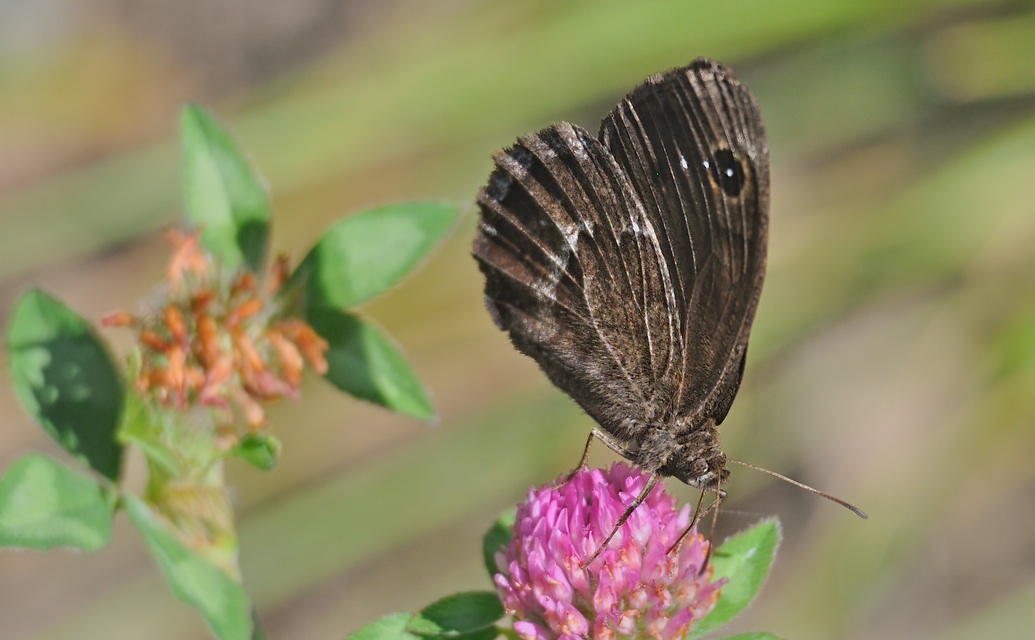 Foto A071151, © Adriaan van Os, Urbanya 29-07-2020, H�he 842 m, ♂ Satyrus ferula