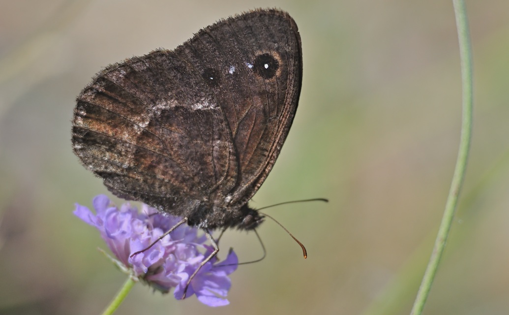 Foto A071221, © Adriaan van Os, Urbanya 29-07-2020, H�he 850 m, ♂ Satyrus ferula