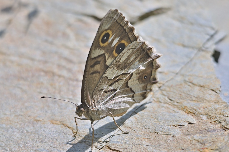 foto A071298, © Adriaan van Os, Evol 29-07-2020, altitud 850 m, ♂ Hipparchia fidia
